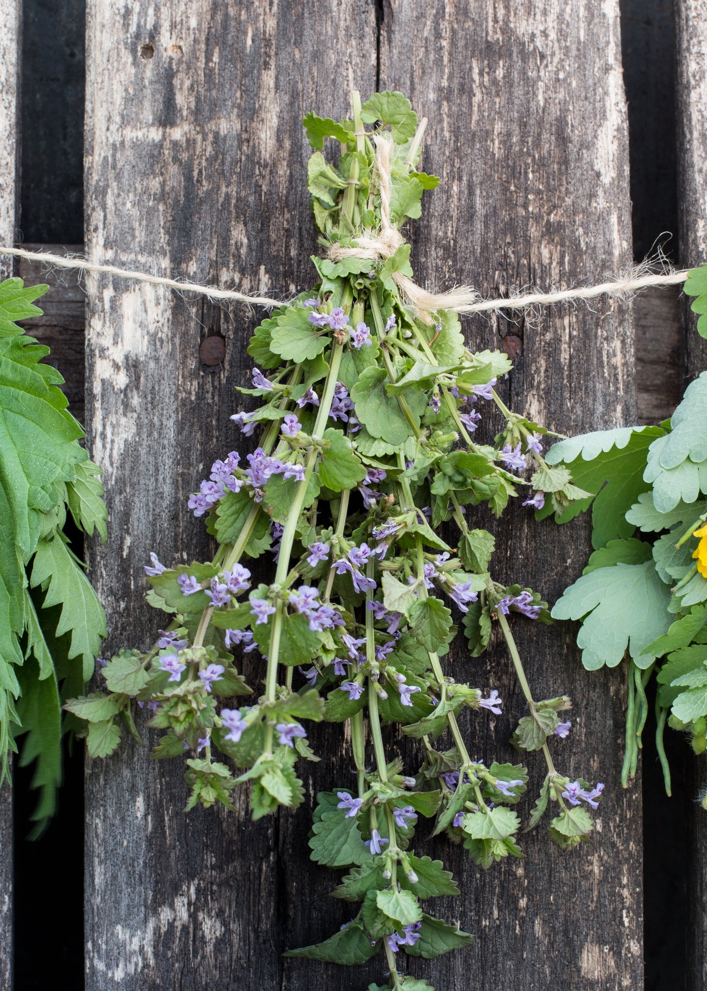 Wild Mint