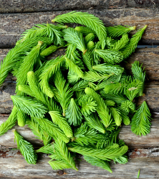 Spruce Tips