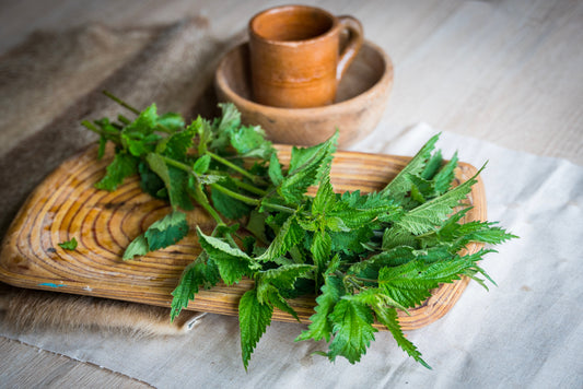 Wild Stinging Nettle