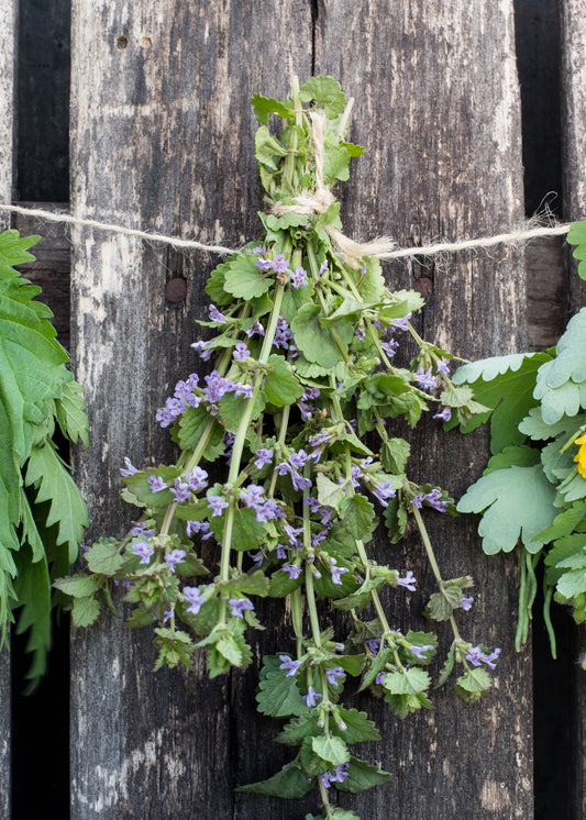 Wild Mint