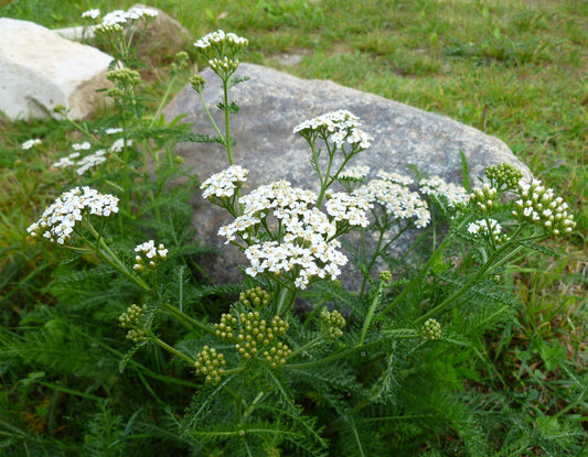 Yarrow
