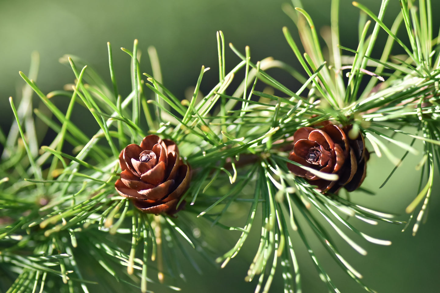 Tamarack Tips